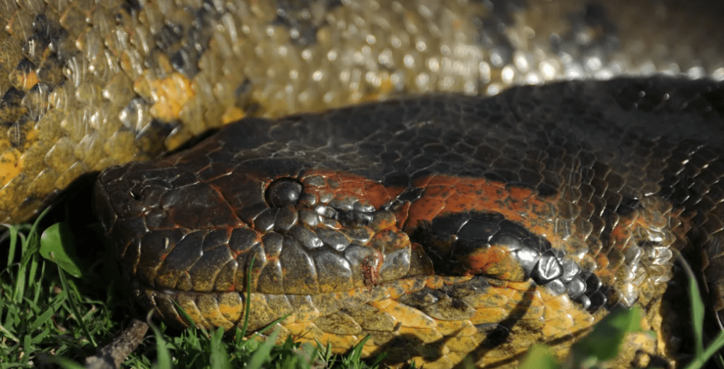 Se descubre la Anaconda verde del norte