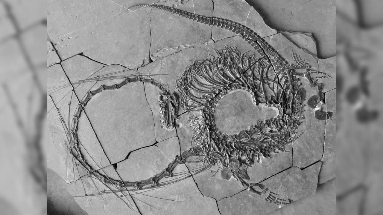 Espectacular fósil de un dinosaurio “dragón” de 240 millones de años es descubierto en China