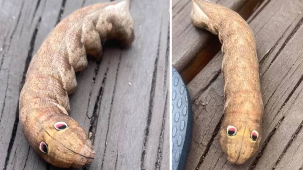 Internet ayuda a descubrir qué era una criatura que apareció en el jardín de una mujer en Australia