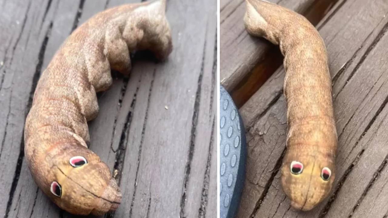 Internet ayuda a descubrir qué era una criatura que apareció en el jardín de una mujer en Australia