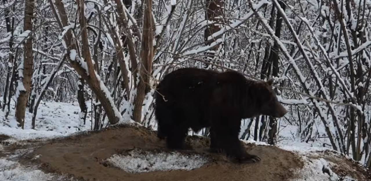 La jaula imaginaria en la que sigue una osa que estuvo 20 años encerrada