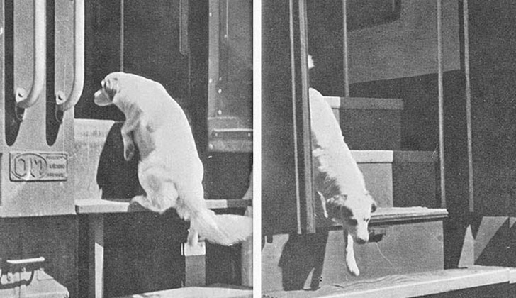 Lampo: The Dog Who Learned to Travel by Train and Crossed All of Italy