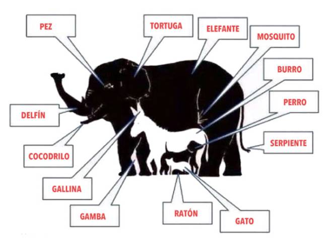 ¿Cuántos animales ves en la imagen? Reto visual 5 ¿Cuántos animales ves en la imagen? Reto visual