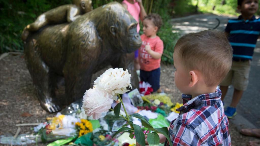 Harambe: el Gorila que fue asesinado cuando un niño cayó en su hábitat
