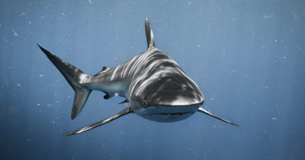 ballena orca devoró a un tiburon blanco