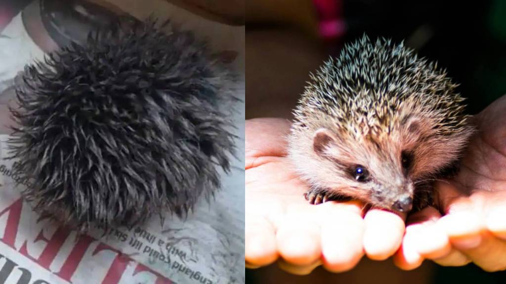 Rescata a un bebé erizo pero resulta ser un pompón de un gorro de lana
