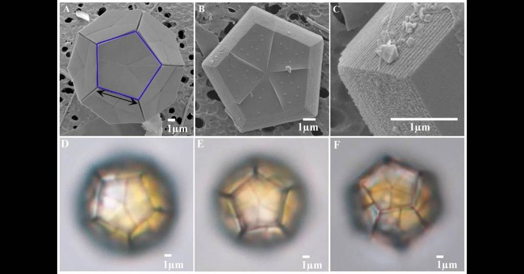 La coevolución de una bacteria marina con su organismo huésped alga