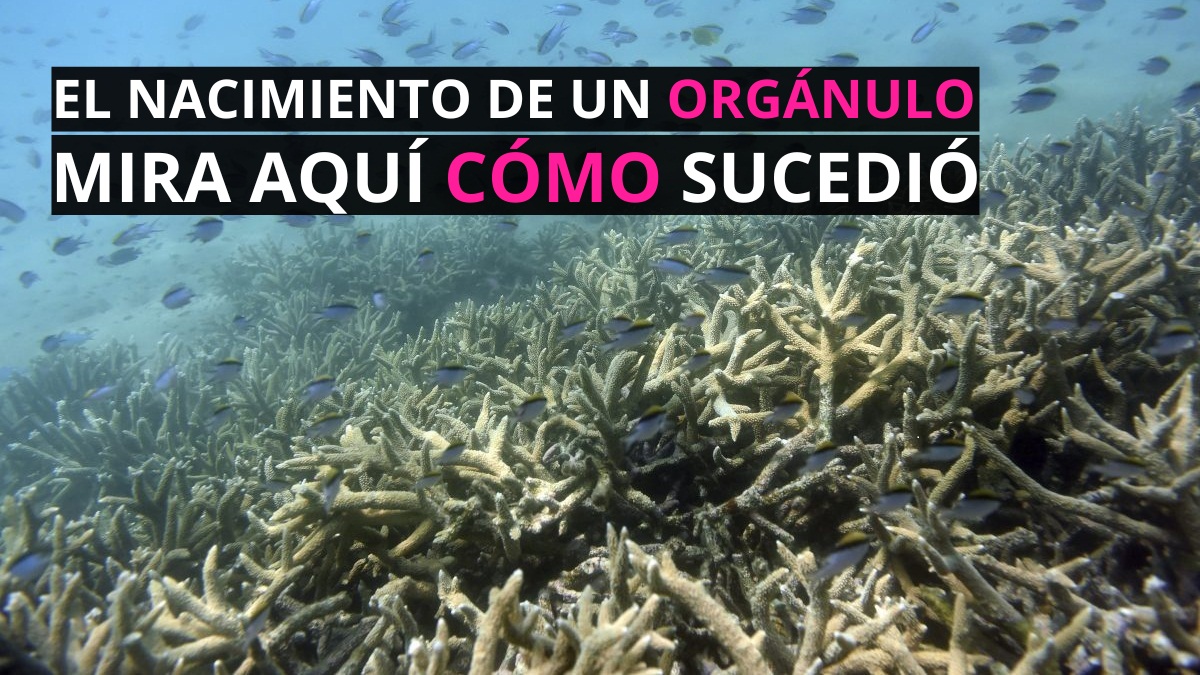 La coevolución de una bacteria marina