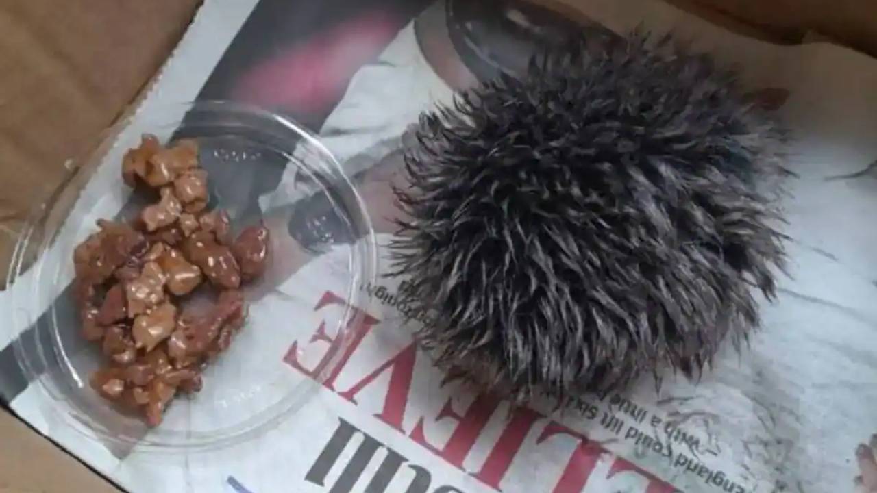 Rescata a un bebé erizo pero resulta ser un pompón de un gorro de lana