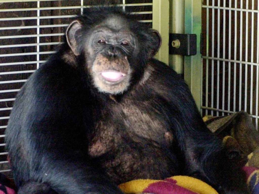 Travis, el chimpancé que le arrancó la cara a Charla Nash