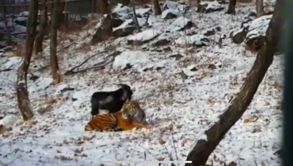 Un tigre siberiano se hace amigo de una cabra que le dieron de comer
