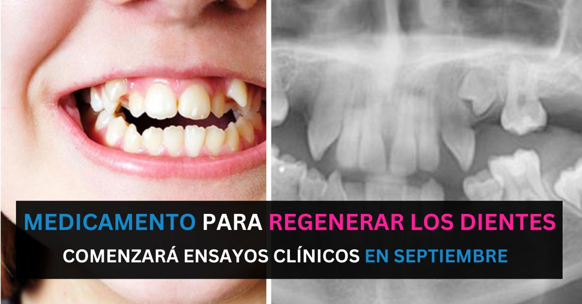 El primer medicamento para la regeneración y crecimiento de dientes se probará en septiembre
