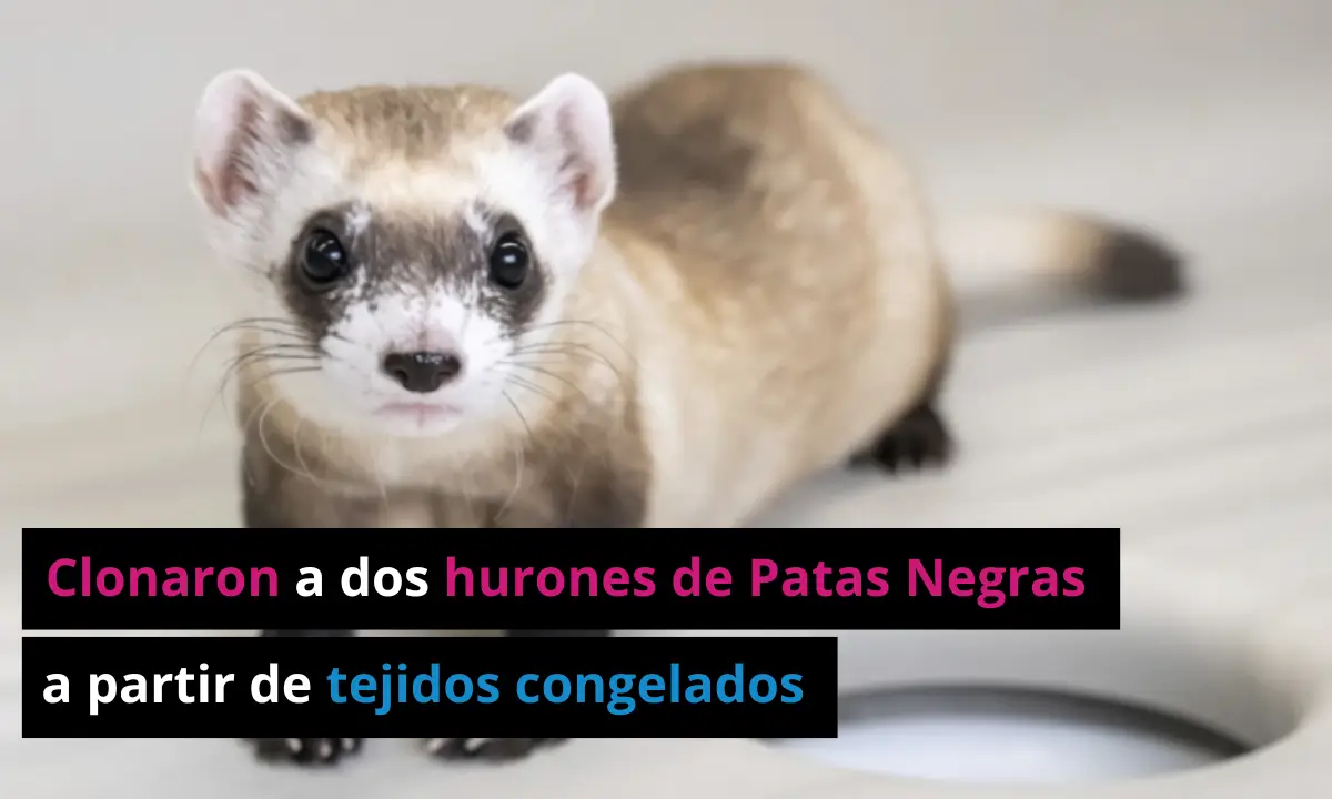 Científicos han clonado dos hurones de Patas Negras a partir de tejidos congelados