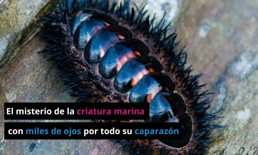 El misterio de la criatura marina que evolucionó ojos por todo su caparazón