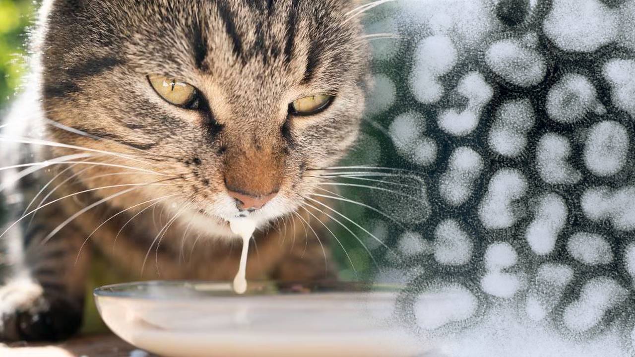 Gatos de granja fallecen por beber leche de vaca cruda vacas contagiadas de gripe aviar H5N1