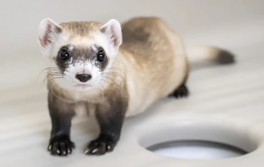 hurón de patas negras clonado