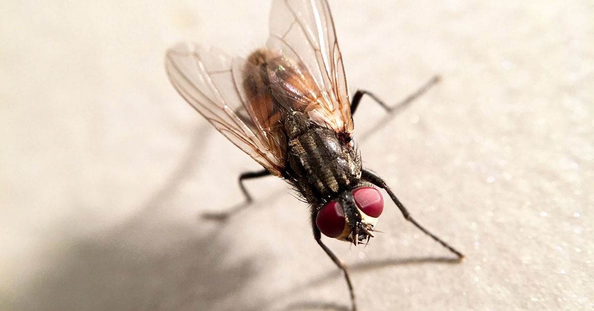 Las moscas de ataúd pueden excavar hasta 2 metros para entrar en ataúdes y poner huevos 3 mosca comun parecida a moscas de ataud