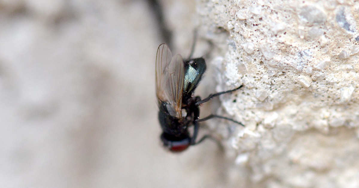 Las moscas de ataúd pueden excavar hasta 2 metros para entrar en ataúdes y poner huevos 2 moscas de ataud