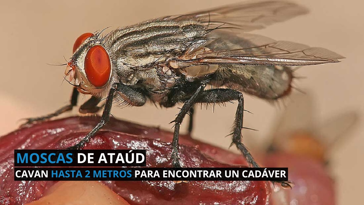 Las moscas de ataúd pueden excavar hasta 2 metros para entrar en ataúdes y poner huevos 1 moscas de ataud cavan hasta 2 metros para encontrar un cadaver