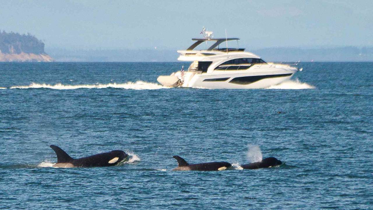 Orcas vuelven a atacar y hunden otro barco en el Mediterráneo