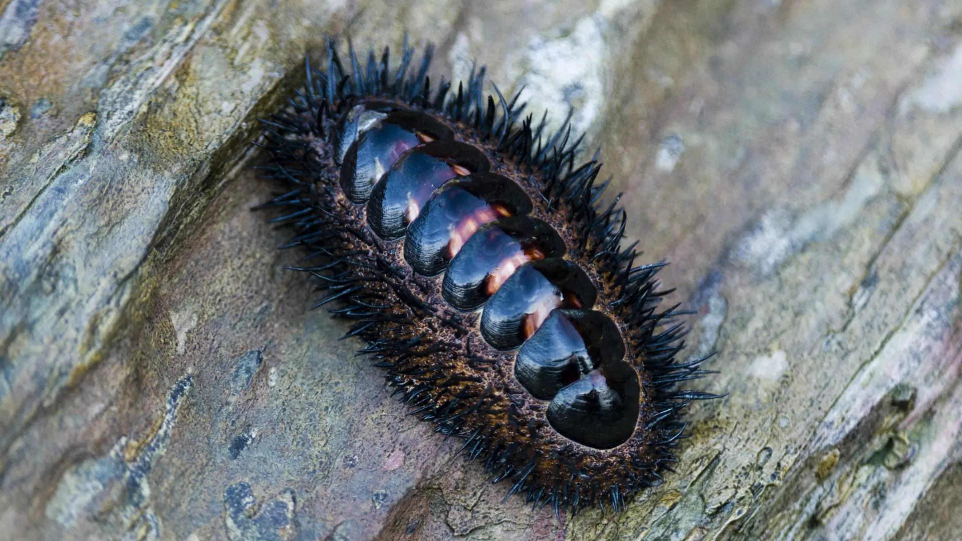 El misterio de los quitones, la criatura marina que evolucionó ojos por todo su caparazón