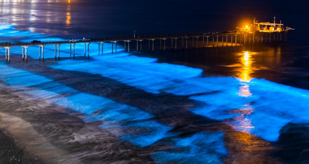 Espectacular fenómeno bioluminiscente en Lillesand, Noruega