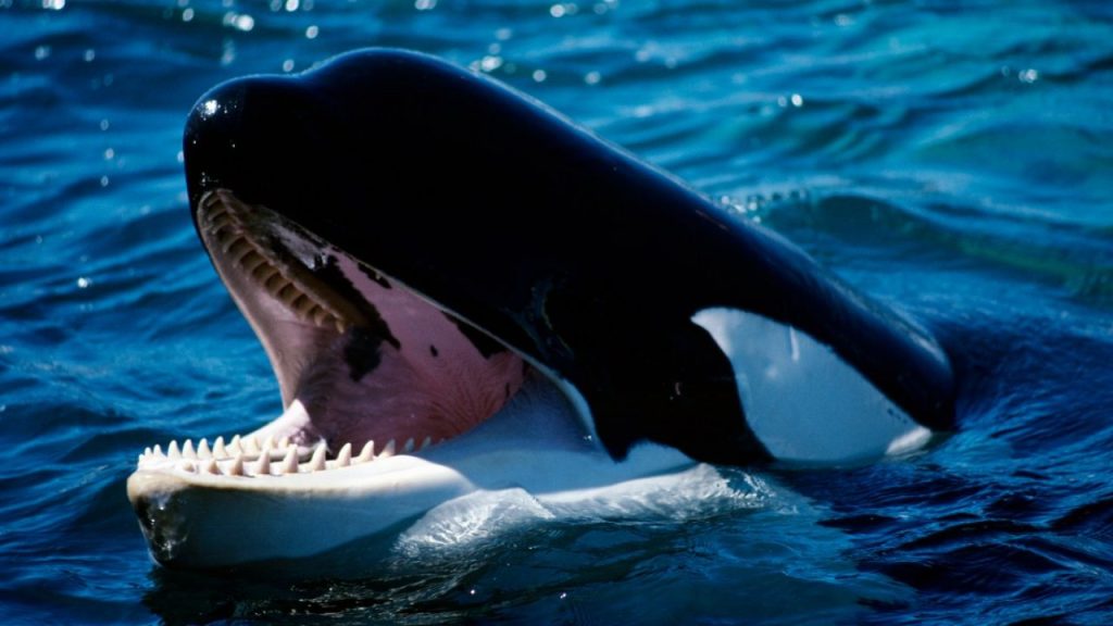 Orcas devorando tiburones en el Golfo de California: una conducta reincidente