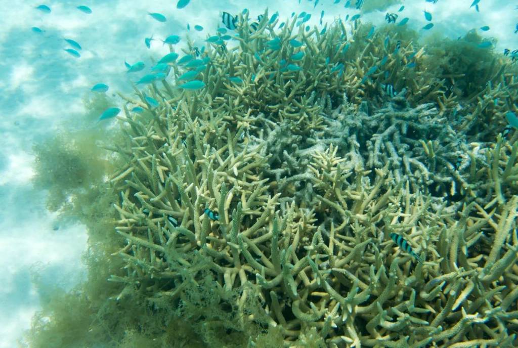 Casi un tercio de la Gran Barrera de Coral muere después de un gran evento que sucedió este año