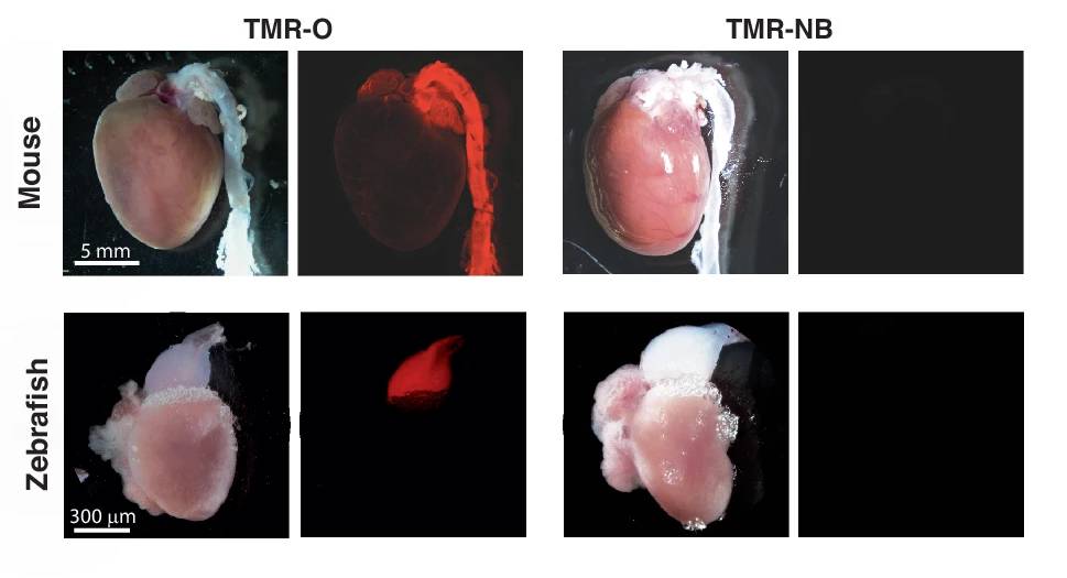 Regenerar el corazón después de un ataque cardíaco: Investigadores encuentran la clave