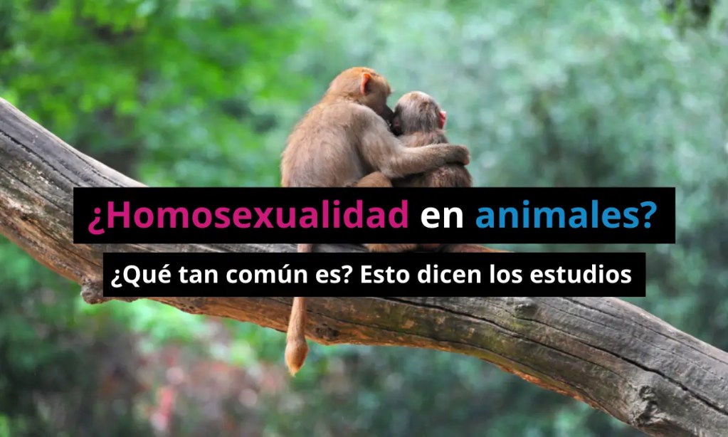 Homosexualidad en animales