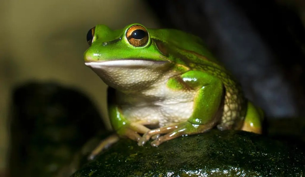 Innovadora Solución para Combatir un Hongo Mortal en Especies en Peligro