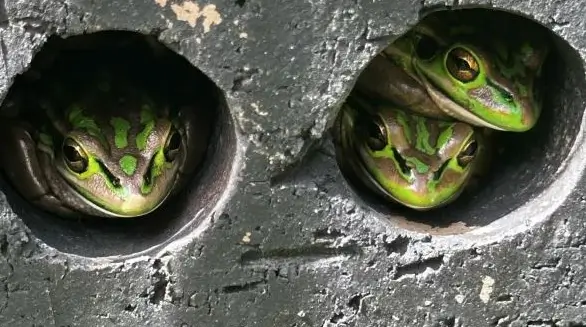 Saunas para Ranas Una Innovadora Solución