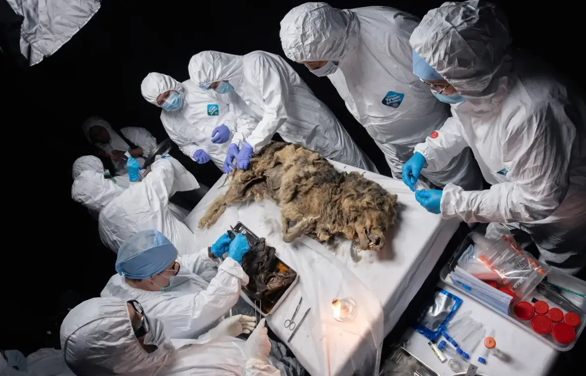 lobo prehistórico de 44,000 años