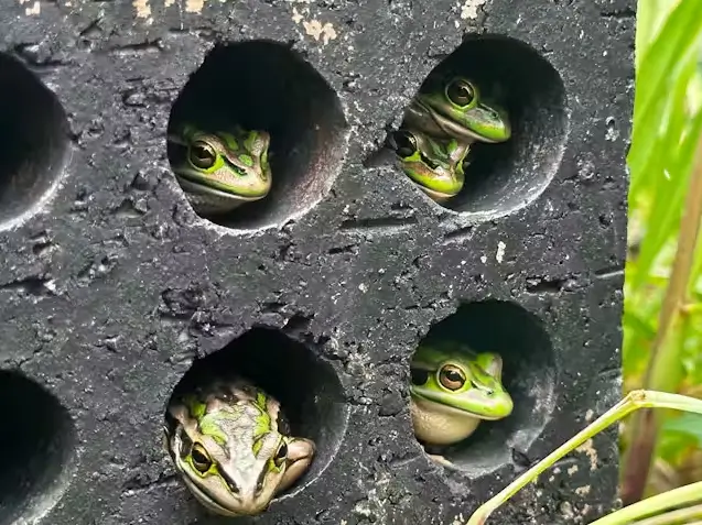 los saunas para ranas