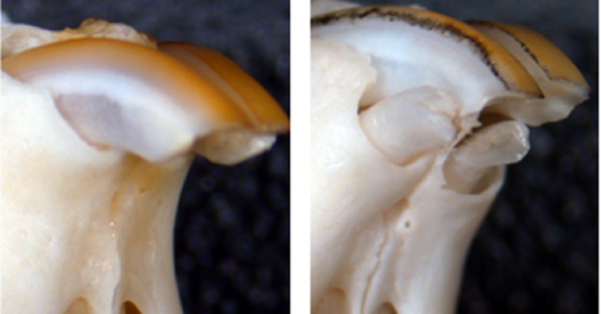 medicamento para hacer crecer los dientes resultados en ratones