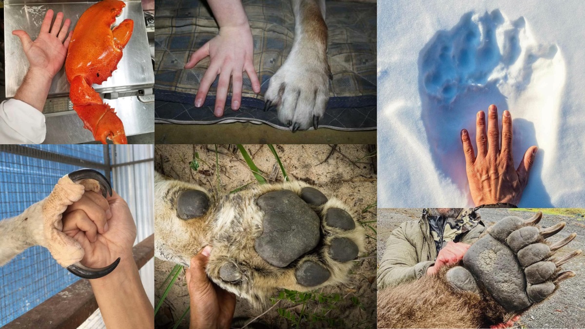 patas animales comparacion a mano humana