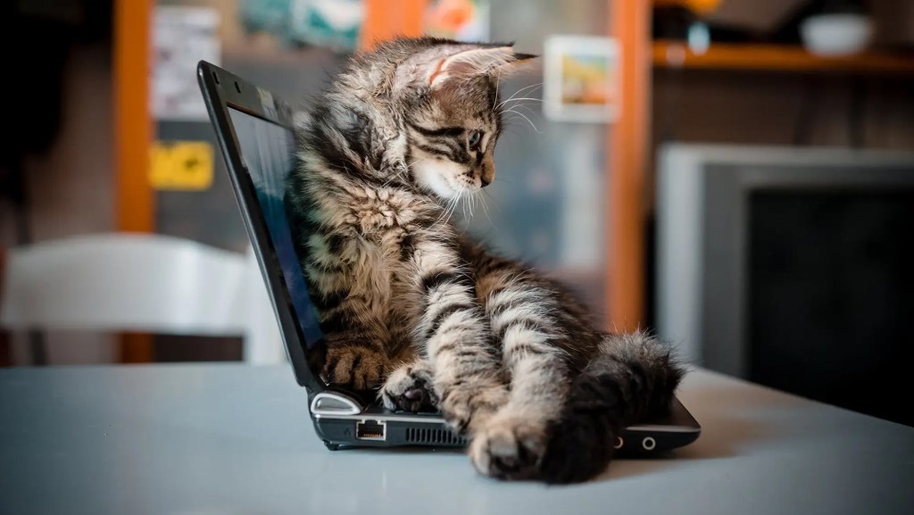 por qué mi gato se acuesta en mi laptop
