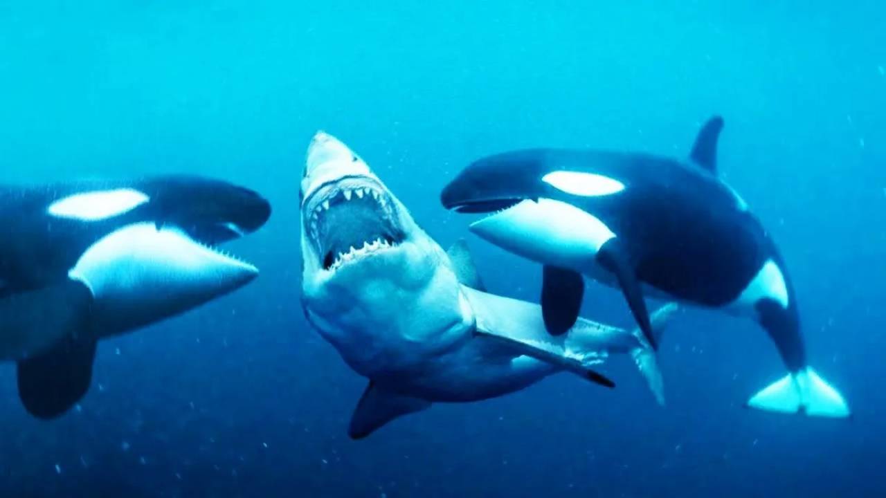 Orcas devorando tiburones en el Golfo de California: una conducta reincidente