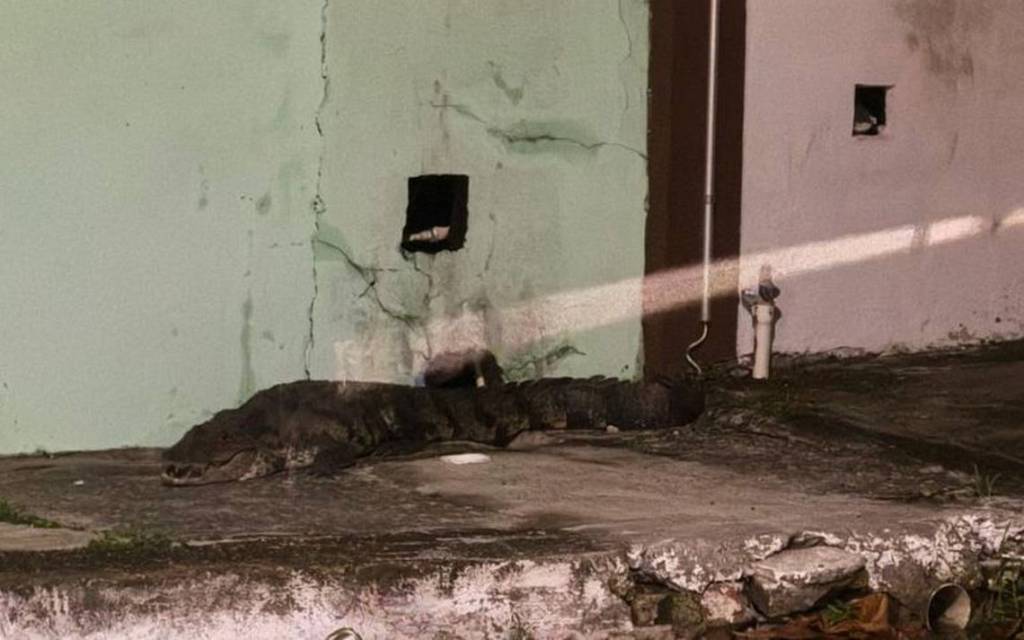 Al menos 200 Cocodrilos se dirigieron a las ciudades en México por las inundaciones