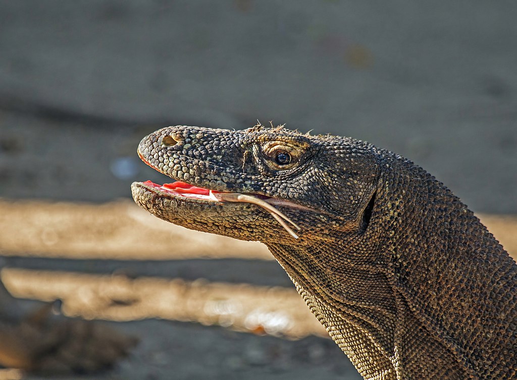 Descubren que Dragones de Komodo tienen los dientes revestidos de hierro