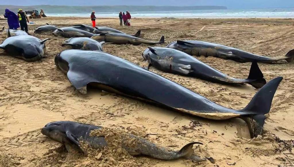 Una manada entera de ballenas murió en una playa al intentar de ayudar a una que quedó varada