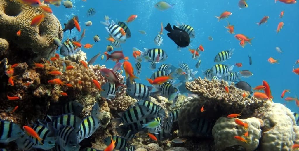 Estudio sugiere que el agua habitable de la Tierra se agota rápidamente y es muy peligroso