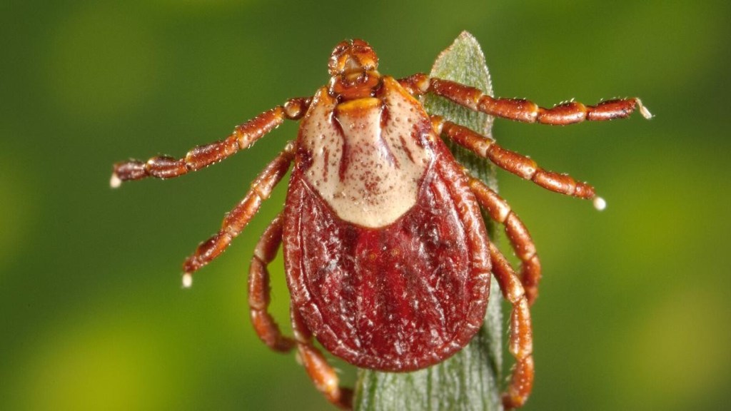 Estados Unidos - Estados Unidos