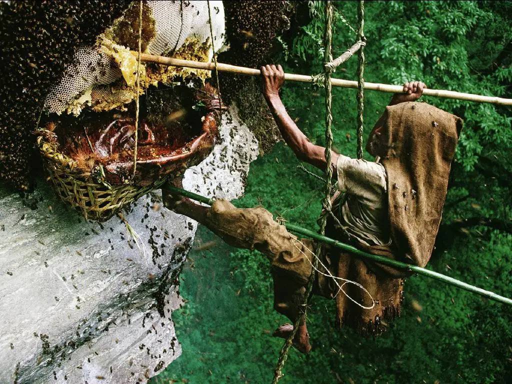 La Miel Loca: El alucinógeno natural que hacen las abejas 