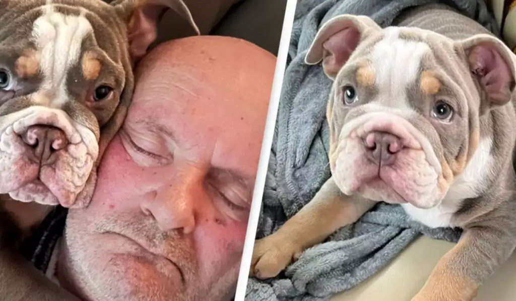 Cachorro de Bulldog salvó la Vida de su Dueño Mordiéndole el Dedo del Pie mientras Dormia