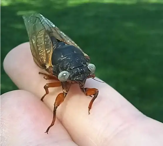 Cigarras de ojos azules