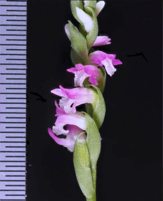 La orquidea rosa Spiranthes hachijoensis