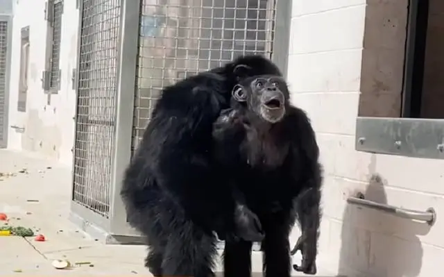 La reacción de una chimpancé al ver el cielo por primera vez