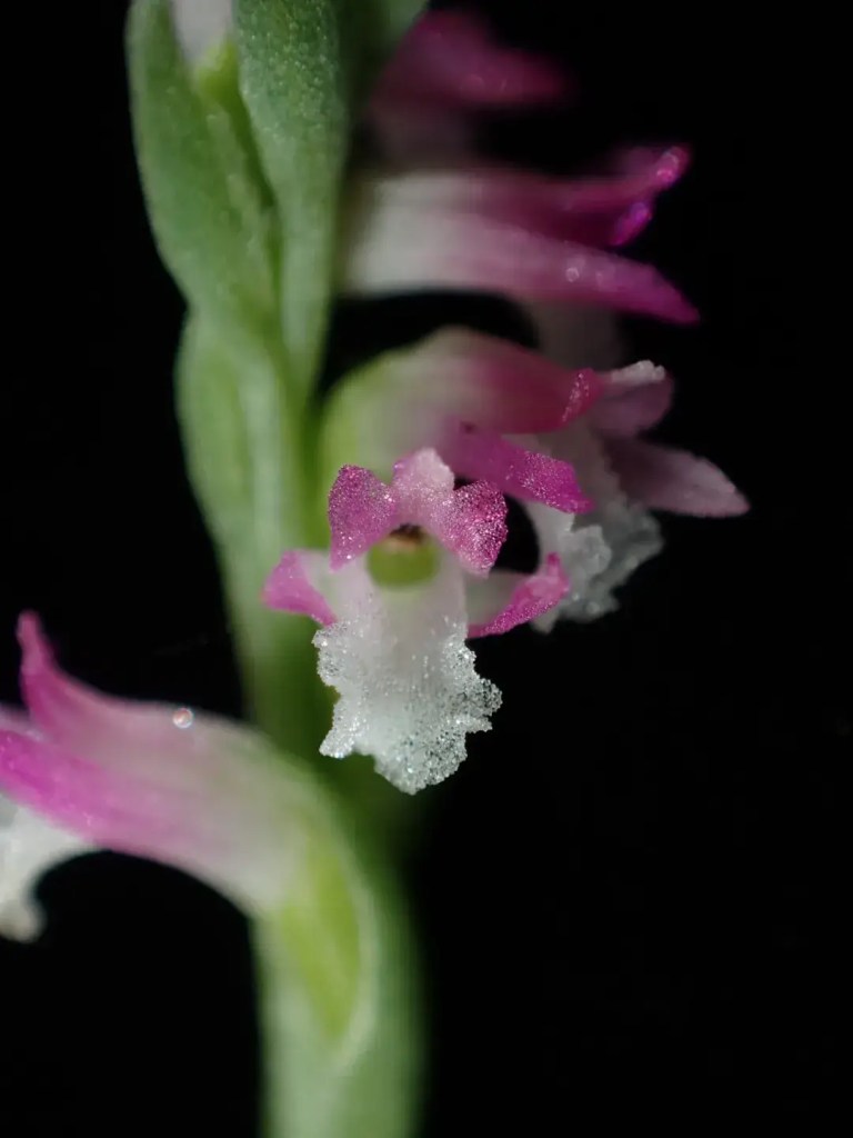 Spiranthes hachijoensis