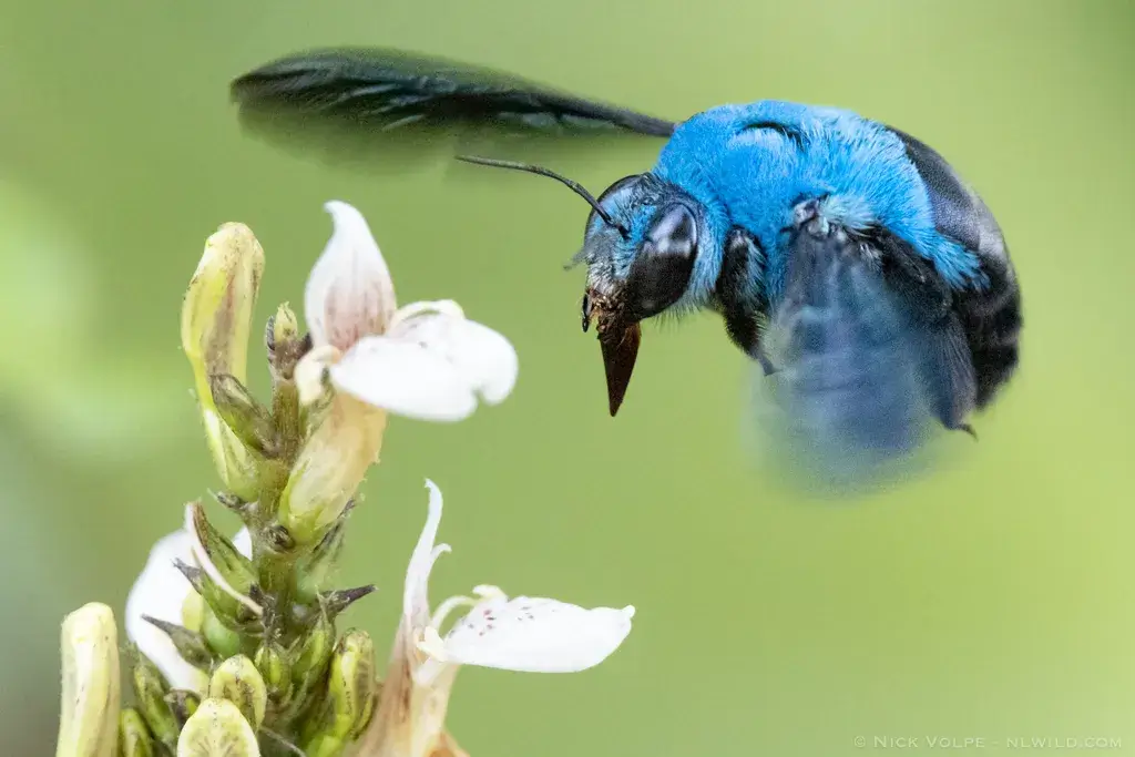 abejas carpinteras azules
